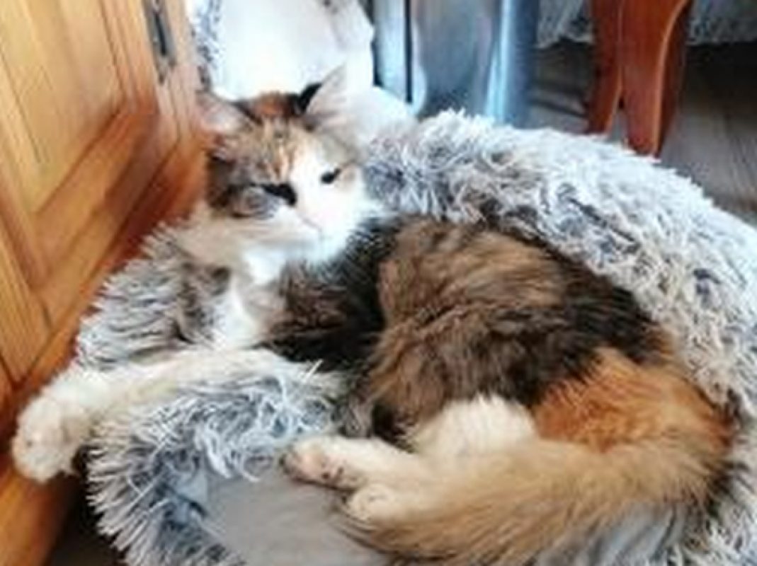Mimi - Chat Européen à adopter