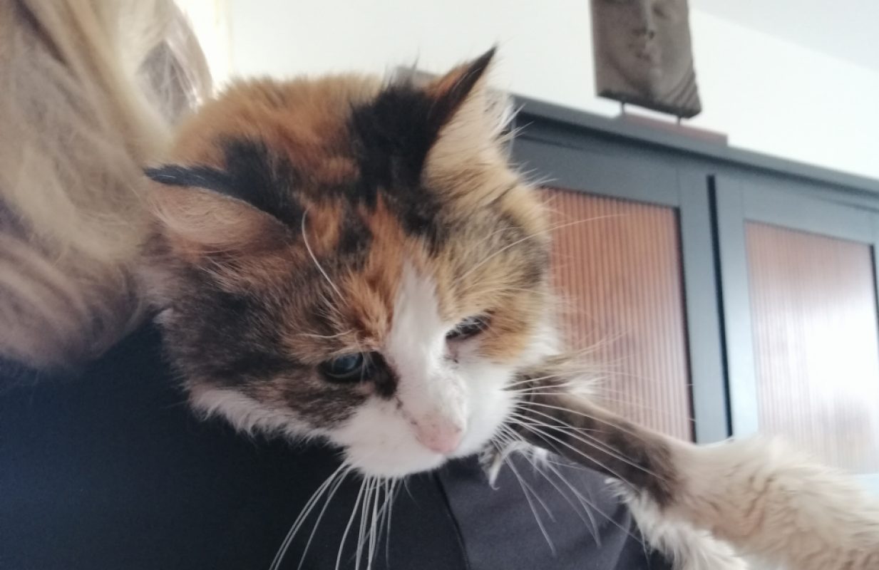 Mimi - Chat Européen à adopter - photo 2