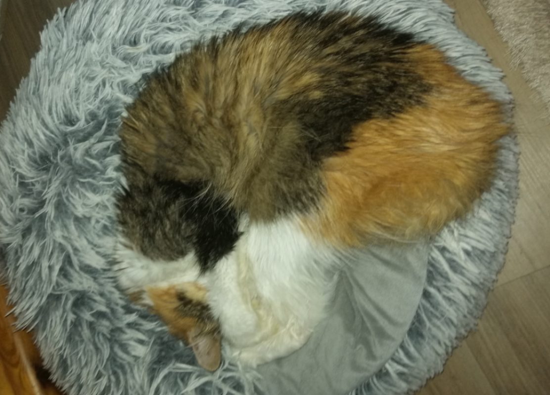 Mimi - Chat Européen à adopter - photo 3