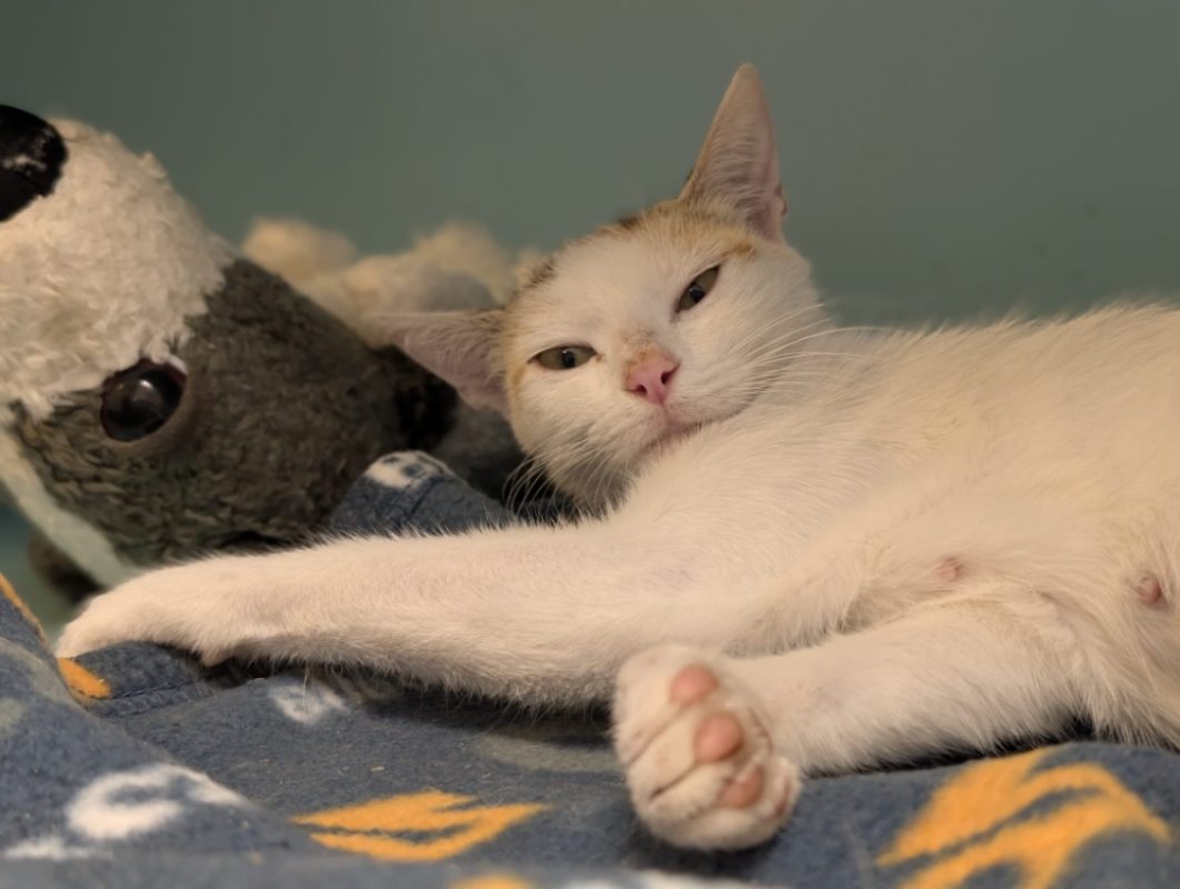 MosaÏque - Chat Européen à adopter