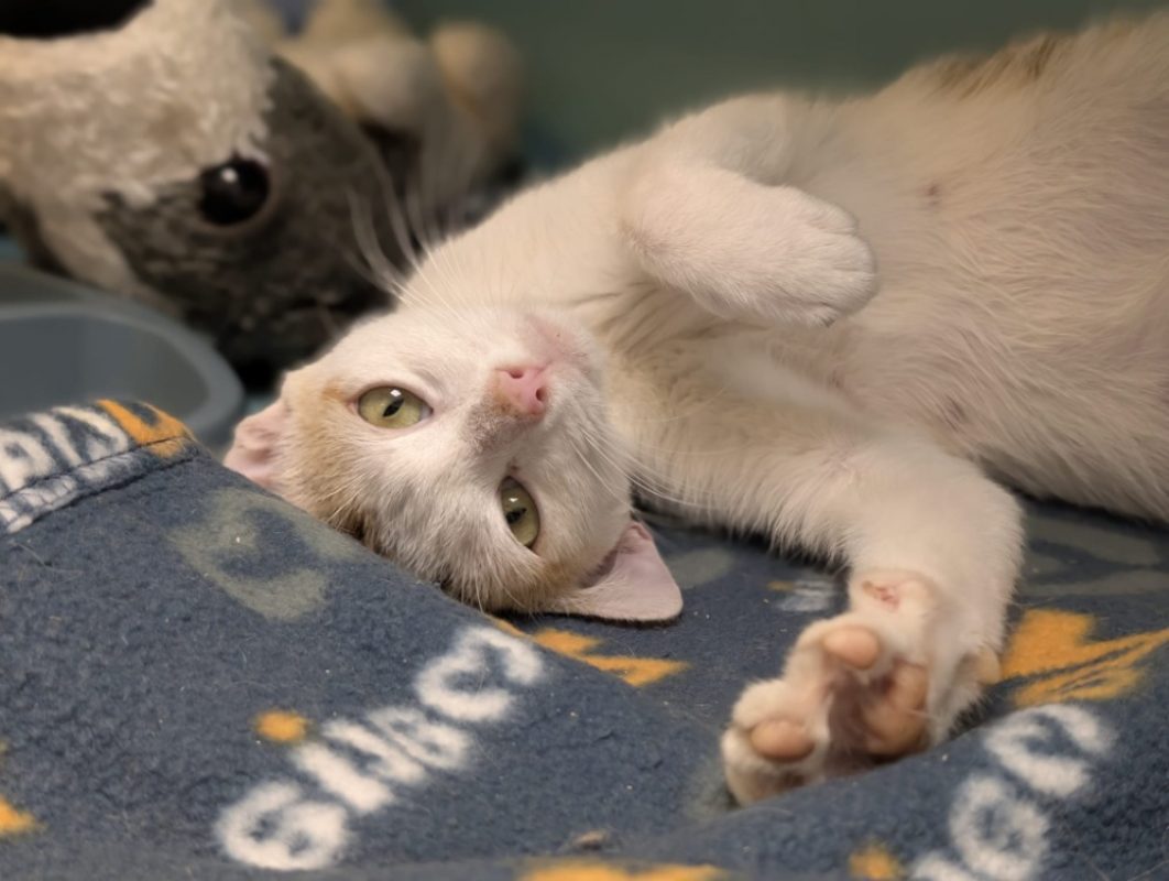 MosaÏque - Chat Européen à adopter - photo 2