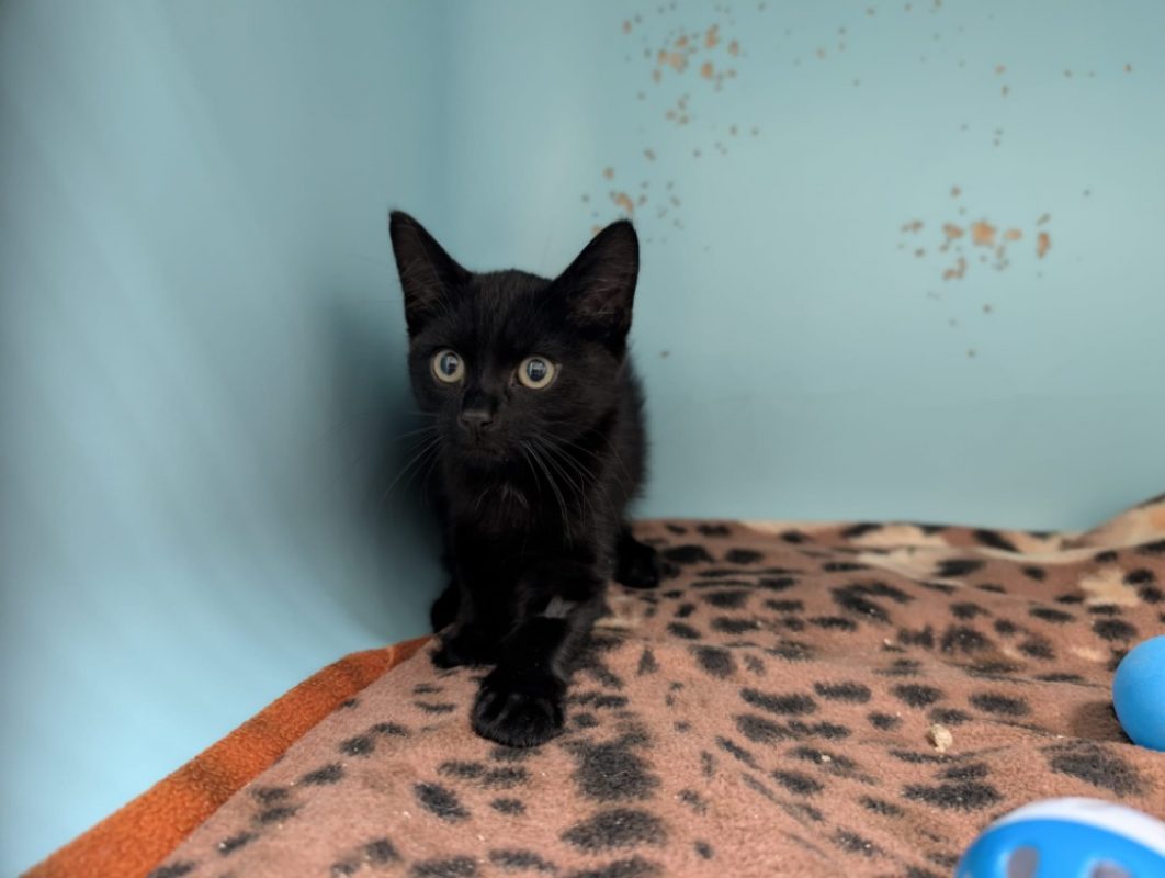Atsuko - Chat Européen à adopter