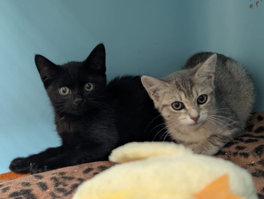 Atsuko - Chat Européen à adopter - photo 2