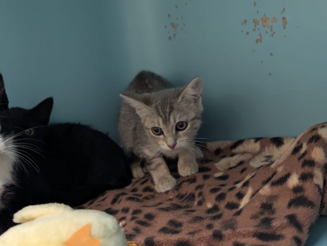 Katana - Chat Européen à adopter