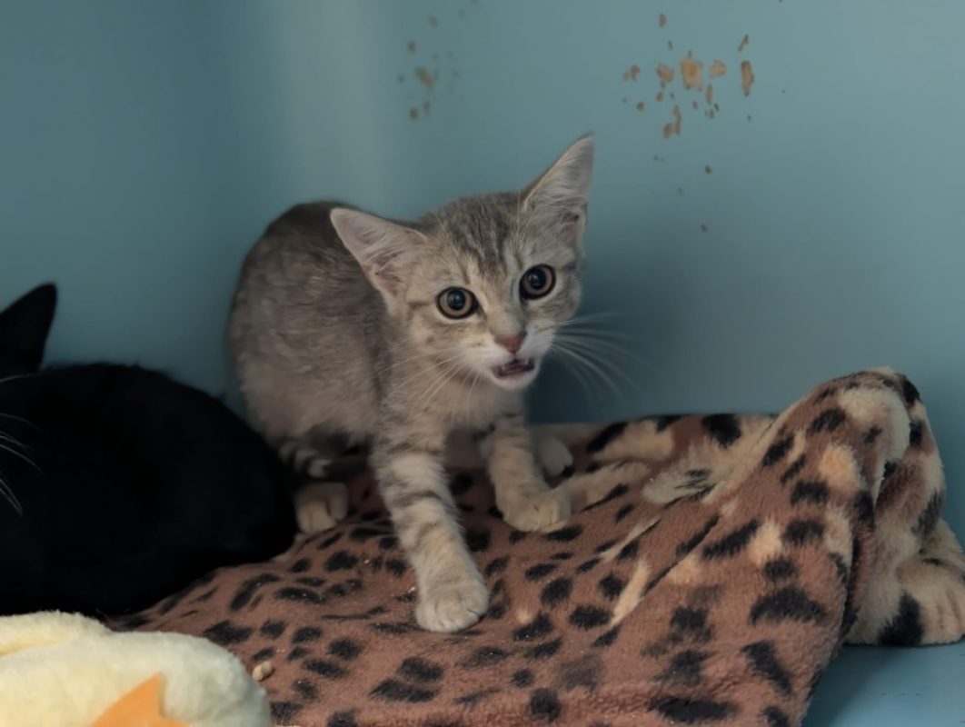 Katana - Chat Européen à adopter - photo 2