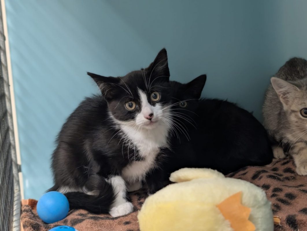 Shogun - Chat Européen à adopter