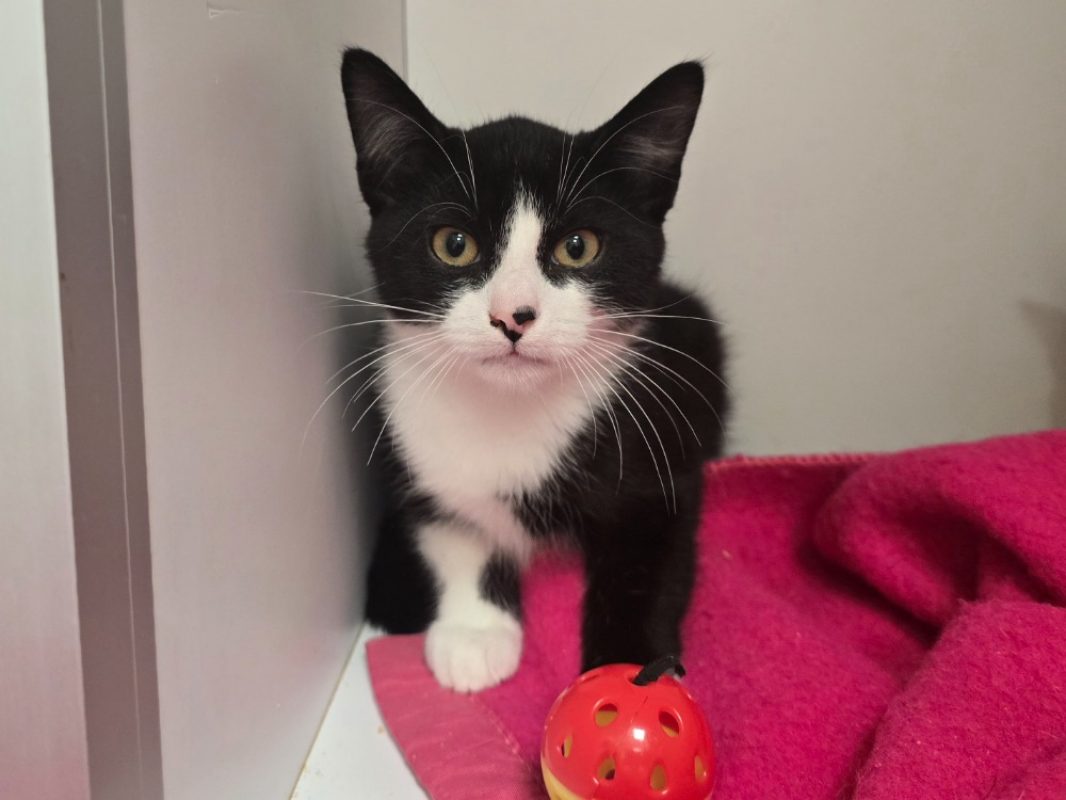 Shogun - Chat Européen à adopter