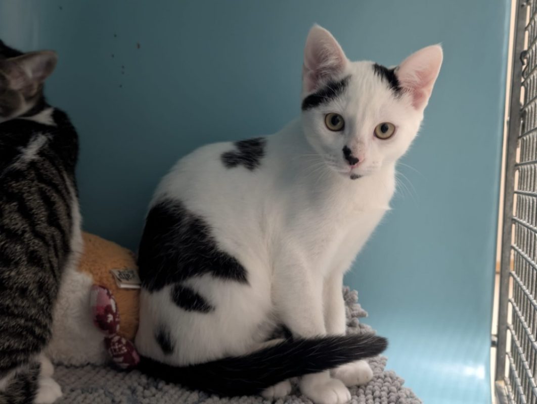 Woody - Chat Européen à adopter