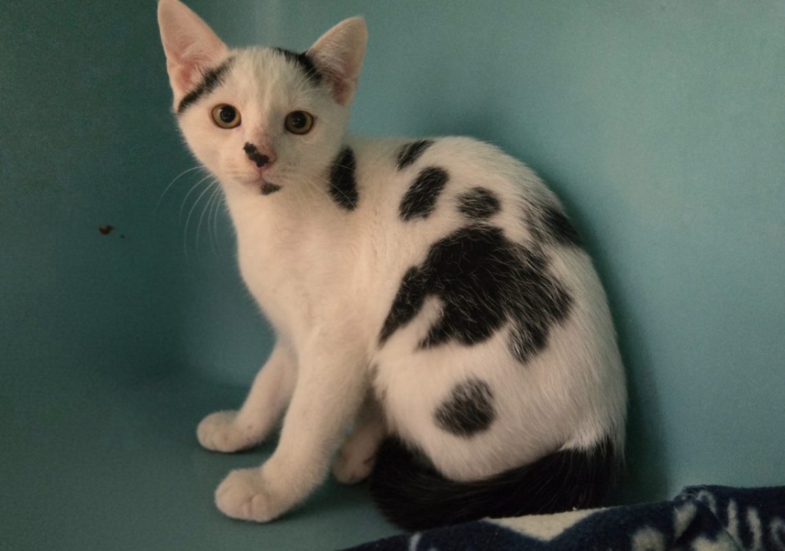 Woody - Chat Européen à adopter - photo 2