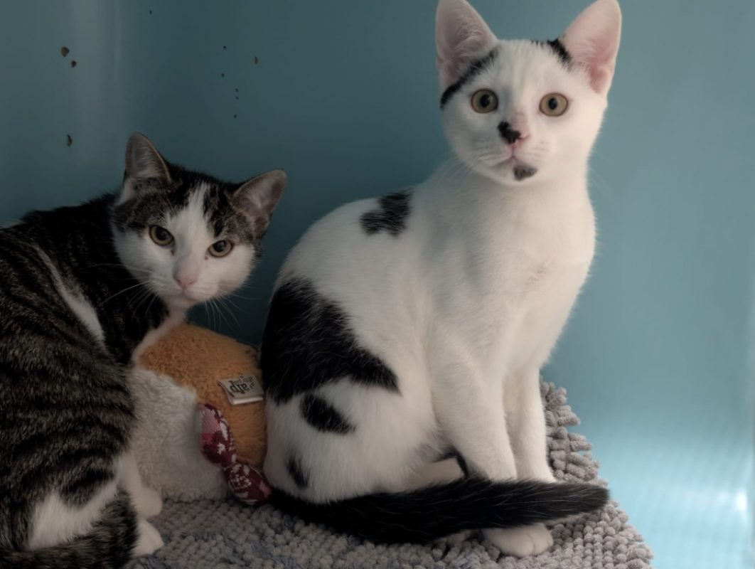 Woody - Chat Européen à adopter - photo 3
