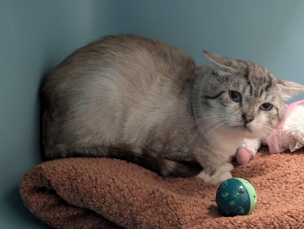 Merlin - Chat à adopter