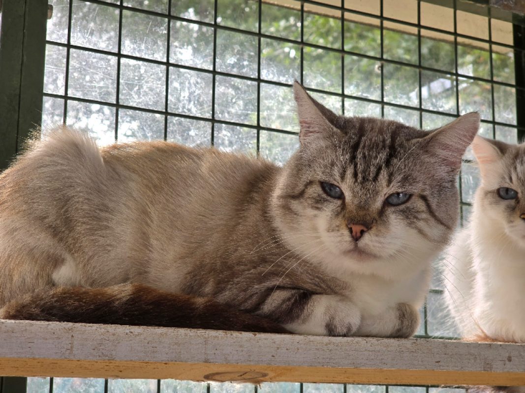 Merlin - Chat à adopter