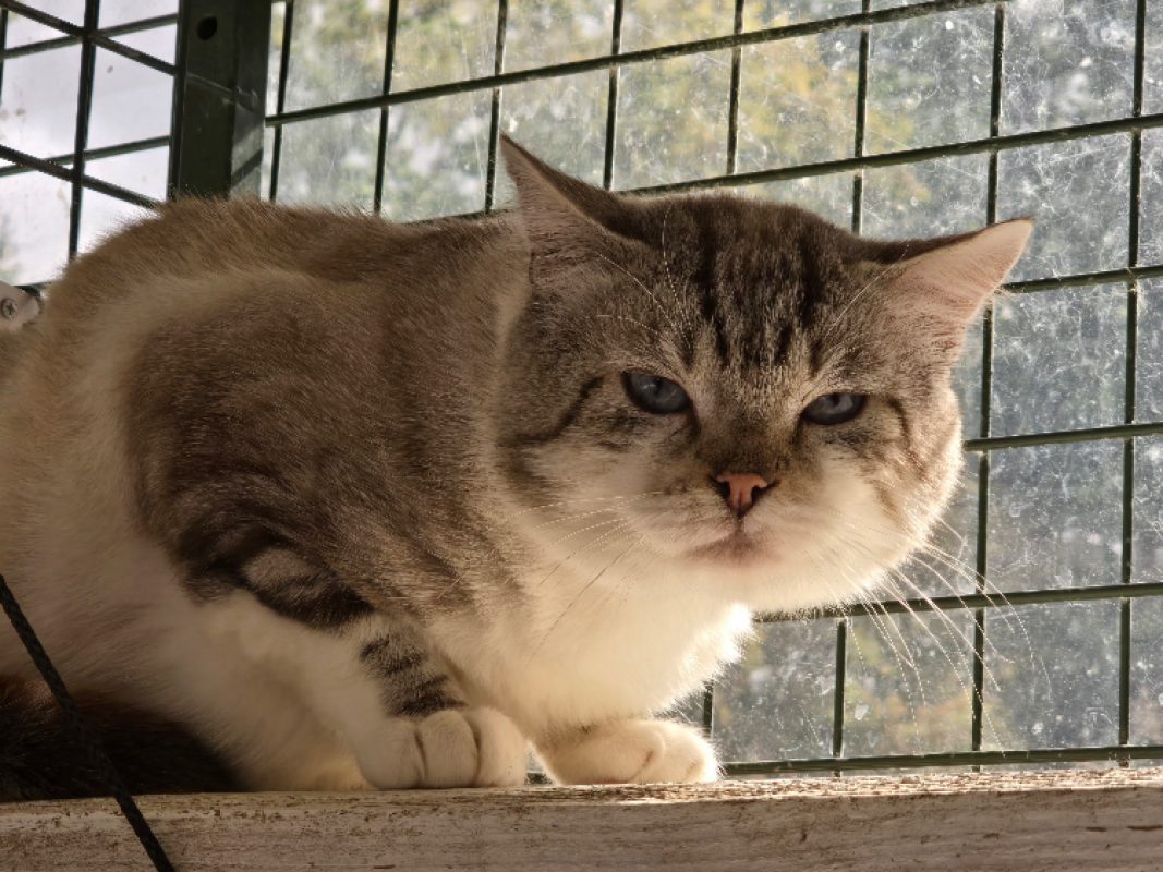 Merlin - Chat à adopter - photo 2