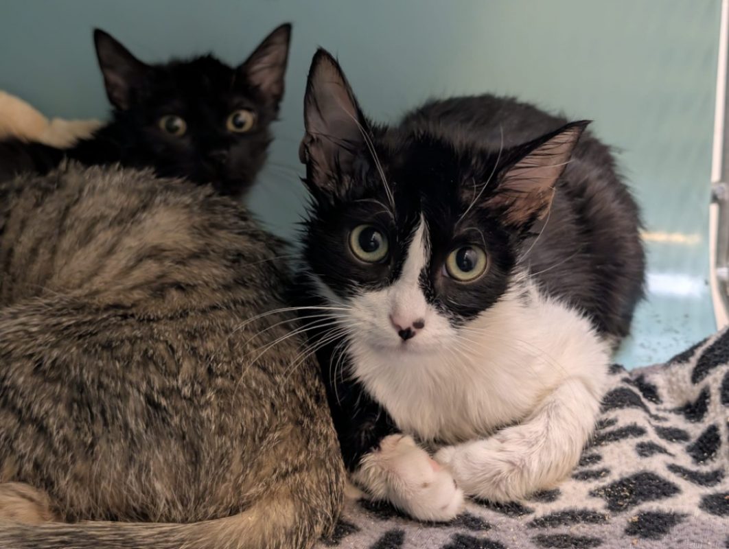 Zephyr - Chat Européen à adopter