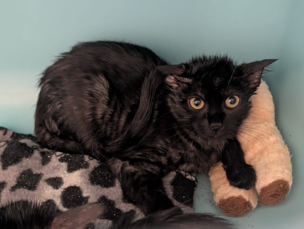 Shiva - Chat Européen à adopter - photo 2