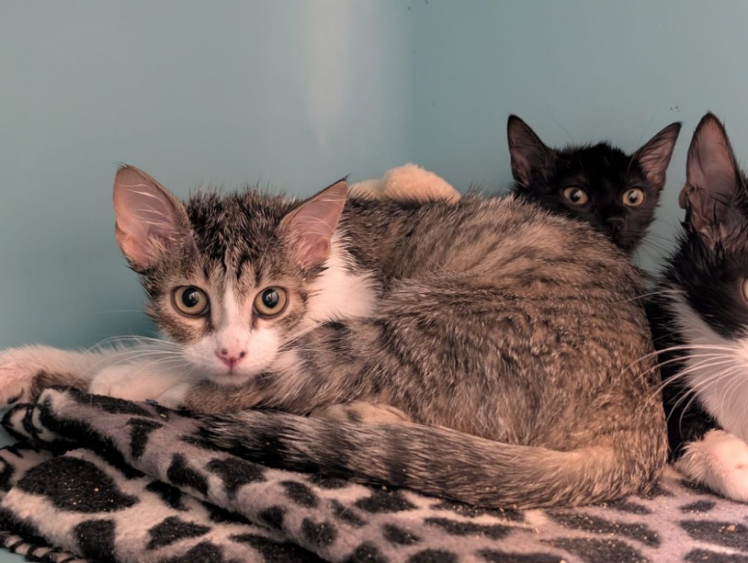 Cybele - Chat Européen à adopter