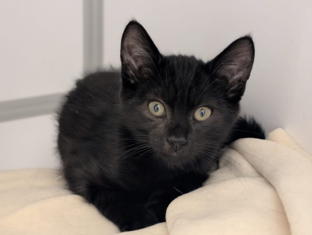 Jerry - Chat Européen à adopter