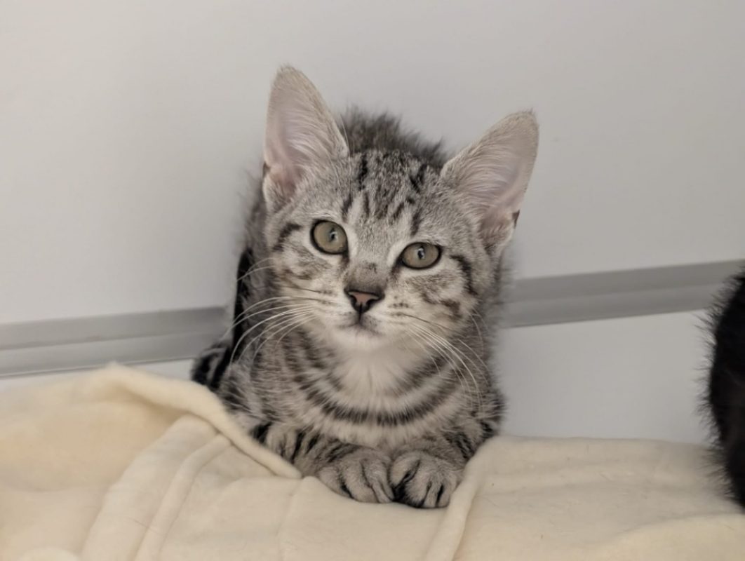 Tom - Chat Européen à adopter