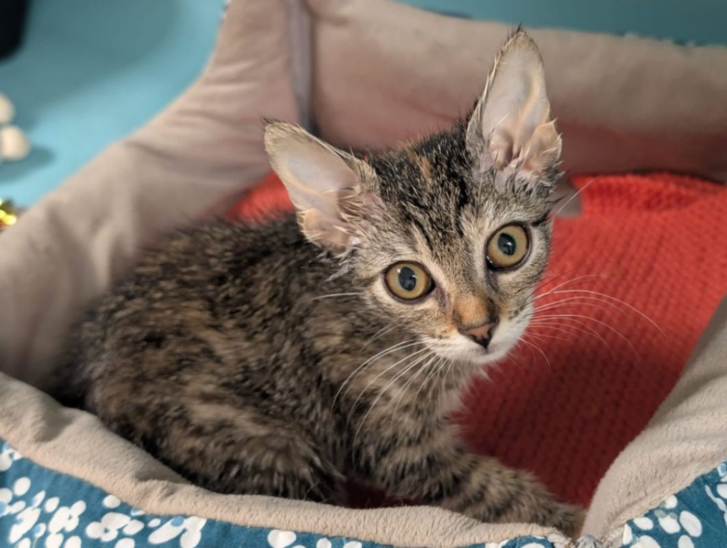 Nour - Chat Européen à adopter