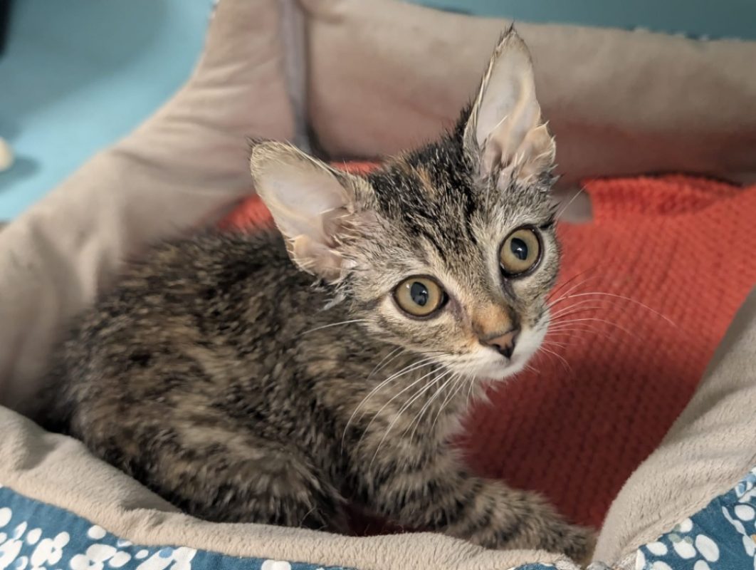 Nour - Chat Européen à adopter - photo 2