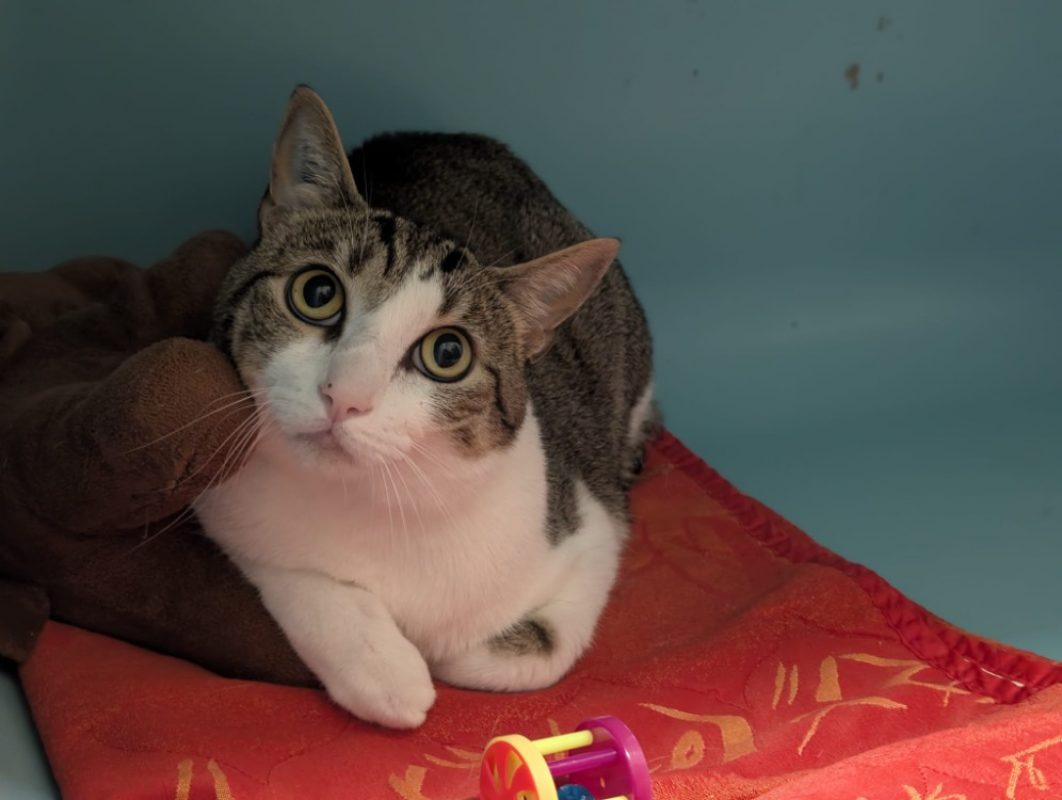 Sully - Chat Européen à adopter