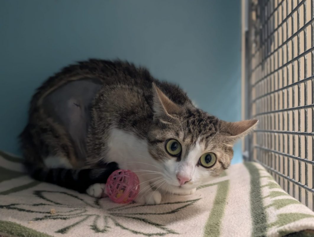 Bulle - Chat Européen à adopter