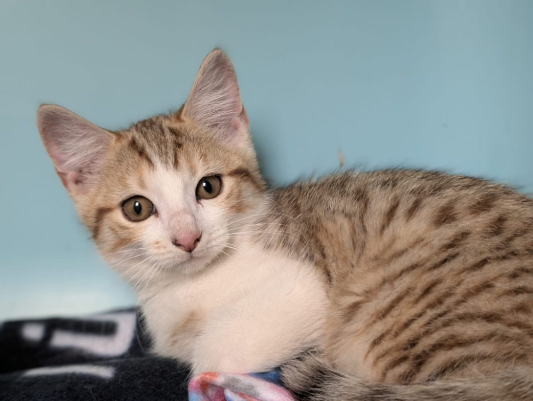 Binka - Chat Européen à adopter