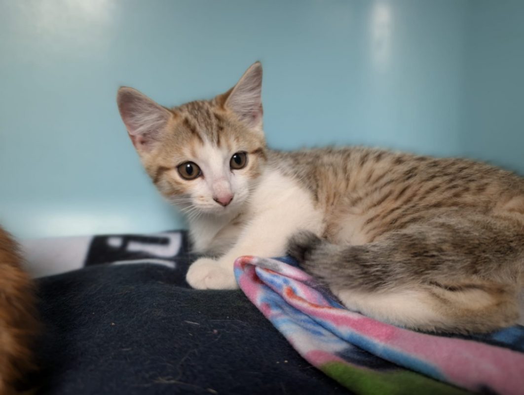 Binka - Chat Européen à adopter - photo 2