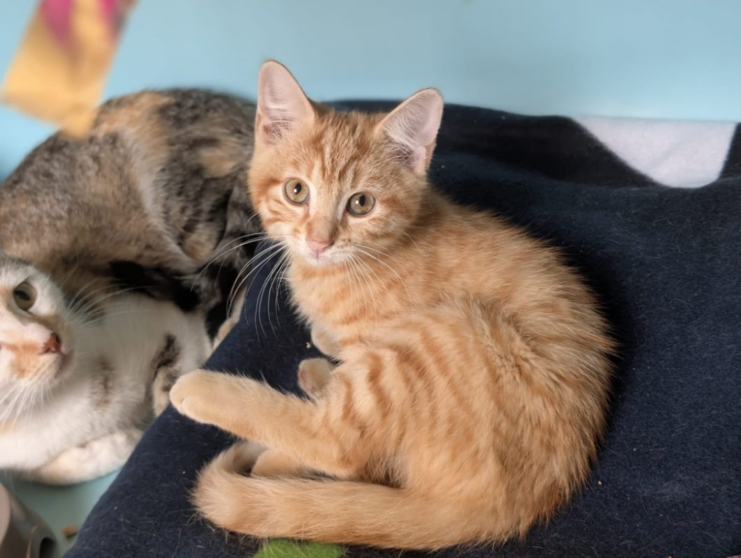 Phoenix - Chat Européen à adopter