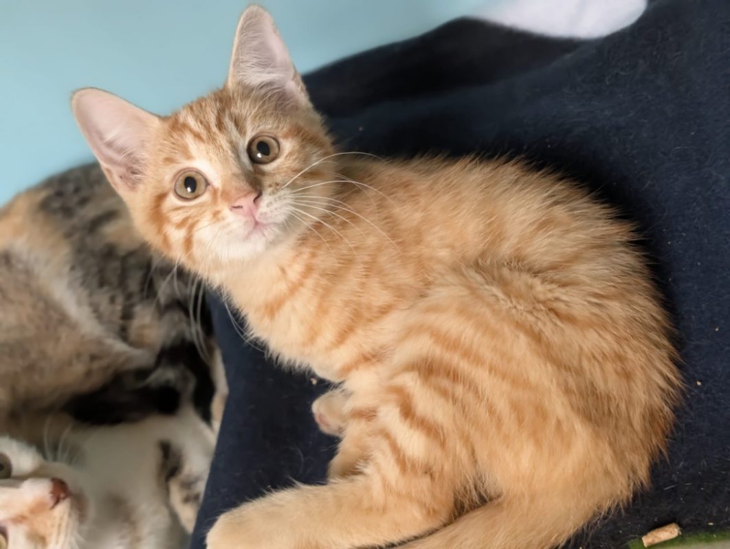 Phoenix - Chat Européen à adopter - photo 2