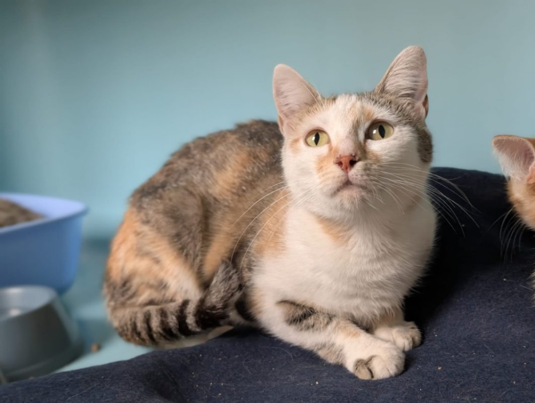 Maline - Chat Européen à adopter