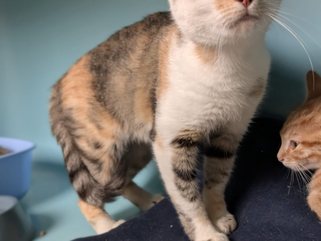 Maline - Chat Européen à adopter - photo 2
