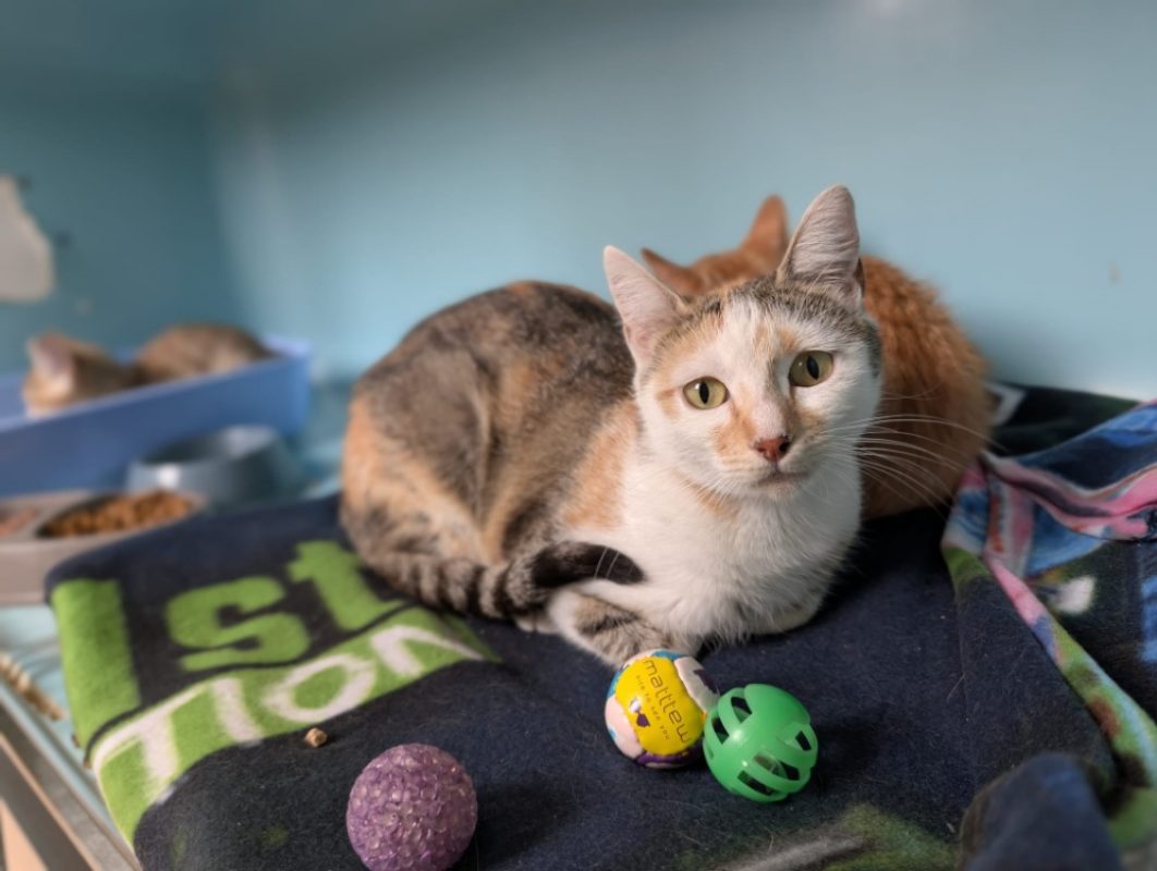 Maline - Chat Européen à adopter - photo 4