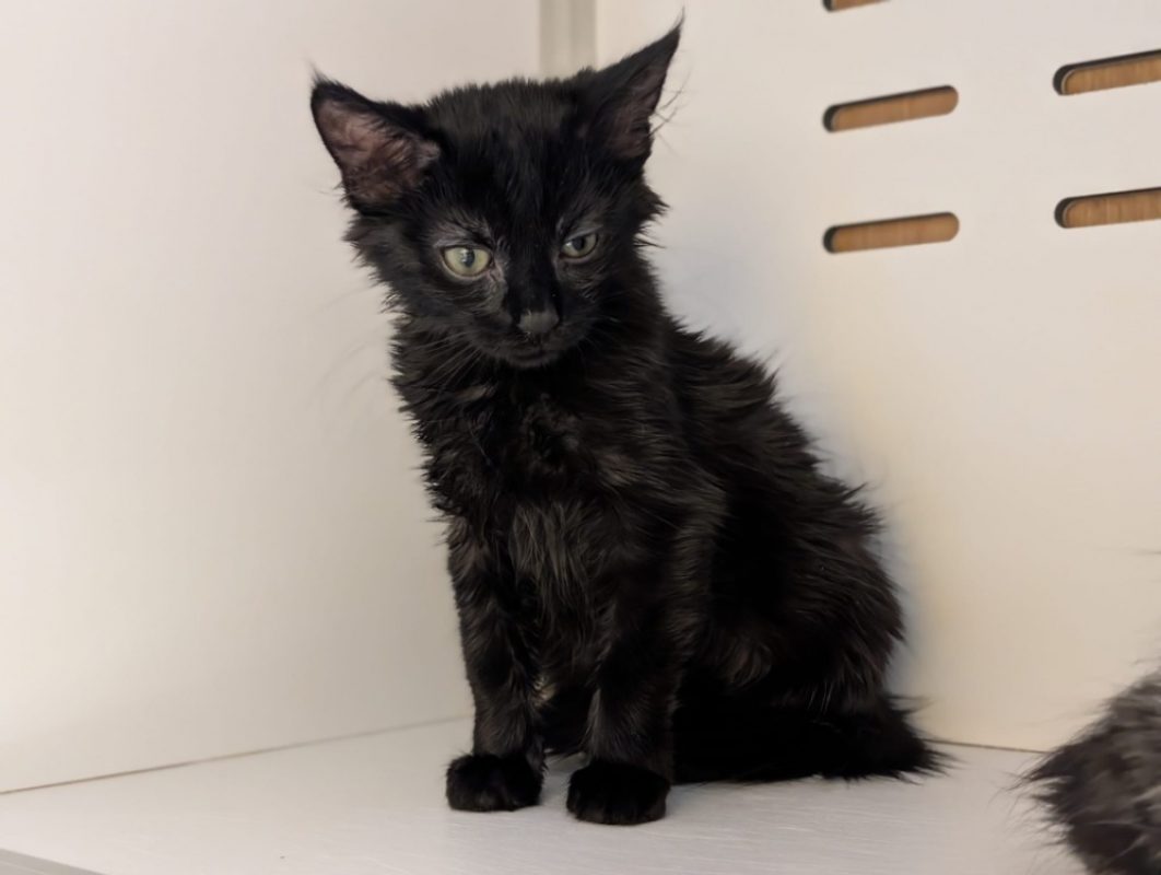 Plum - Chat Européen à adopter