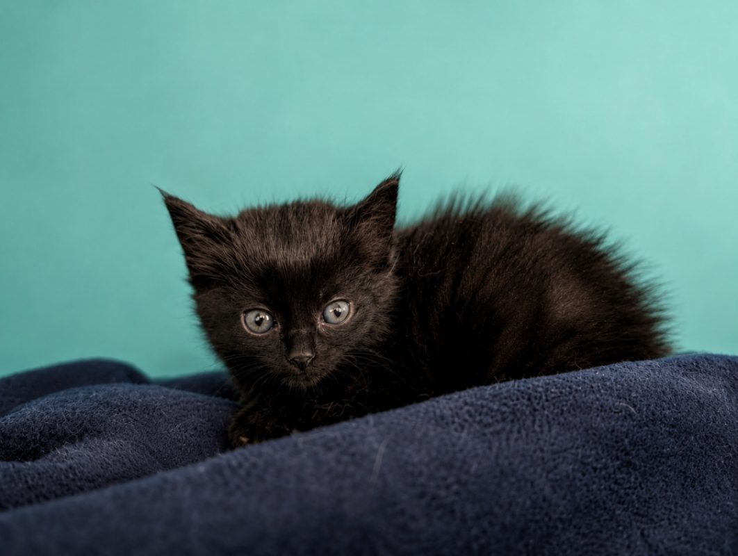 Plum - Chat Européen à adopter - photo 2
