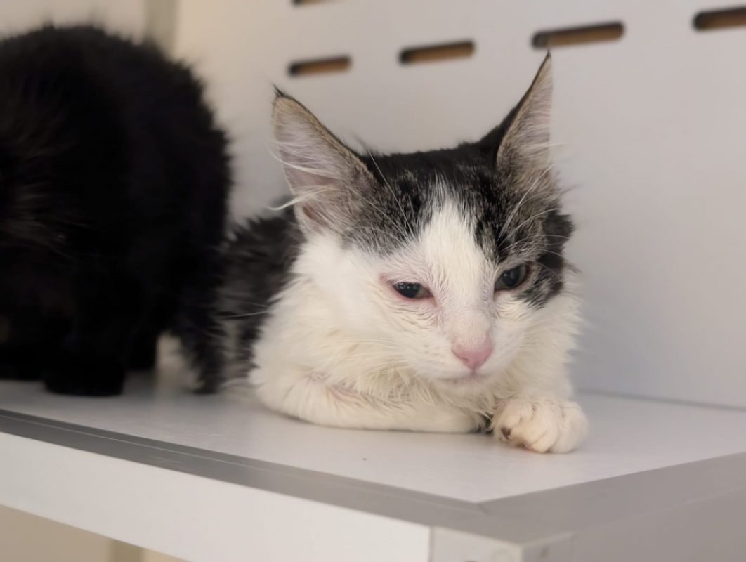 Piou - Chat Européen à adopter
