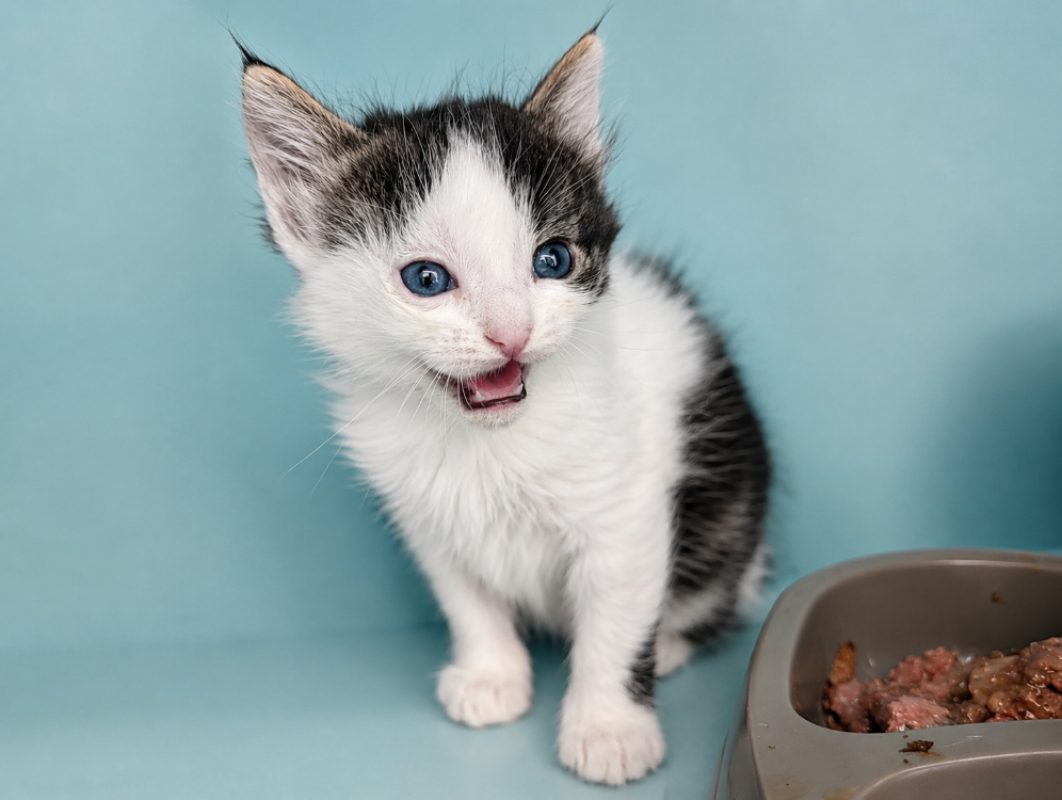 Piou - Chat Européen à adopter - photo 2