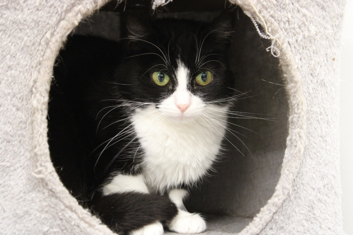 Photo #1 de Pimprenelle