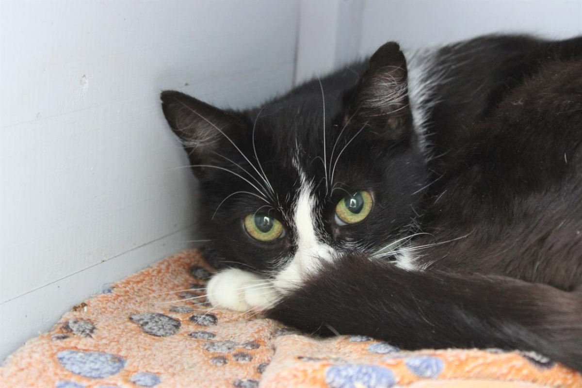 Photo #2 de Pimprenelle