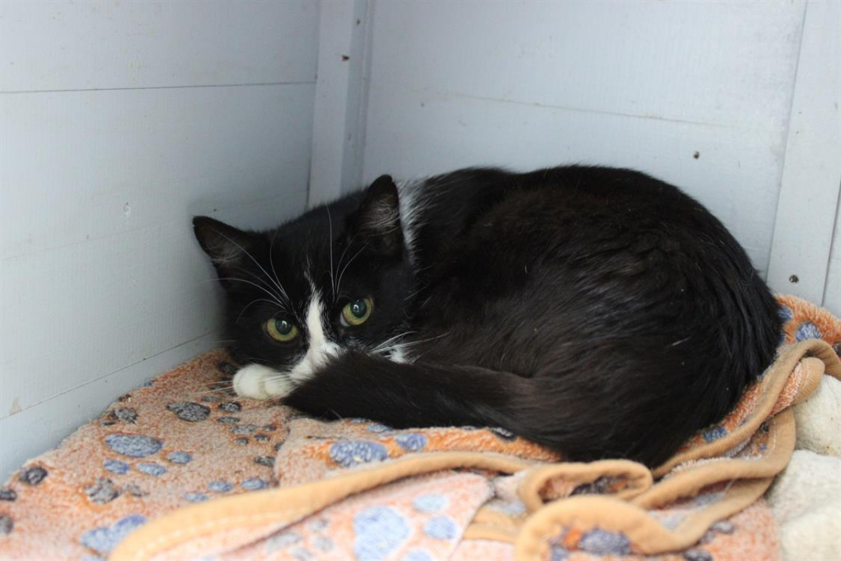 Photo #3 de Pimprenelle