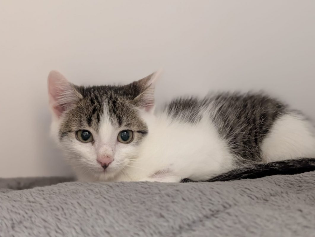 Aragon - Chat Européen à adopter