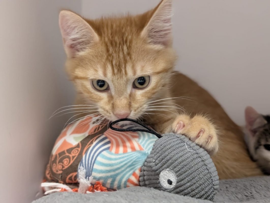 Ayrton - Chat Européen à adopter
