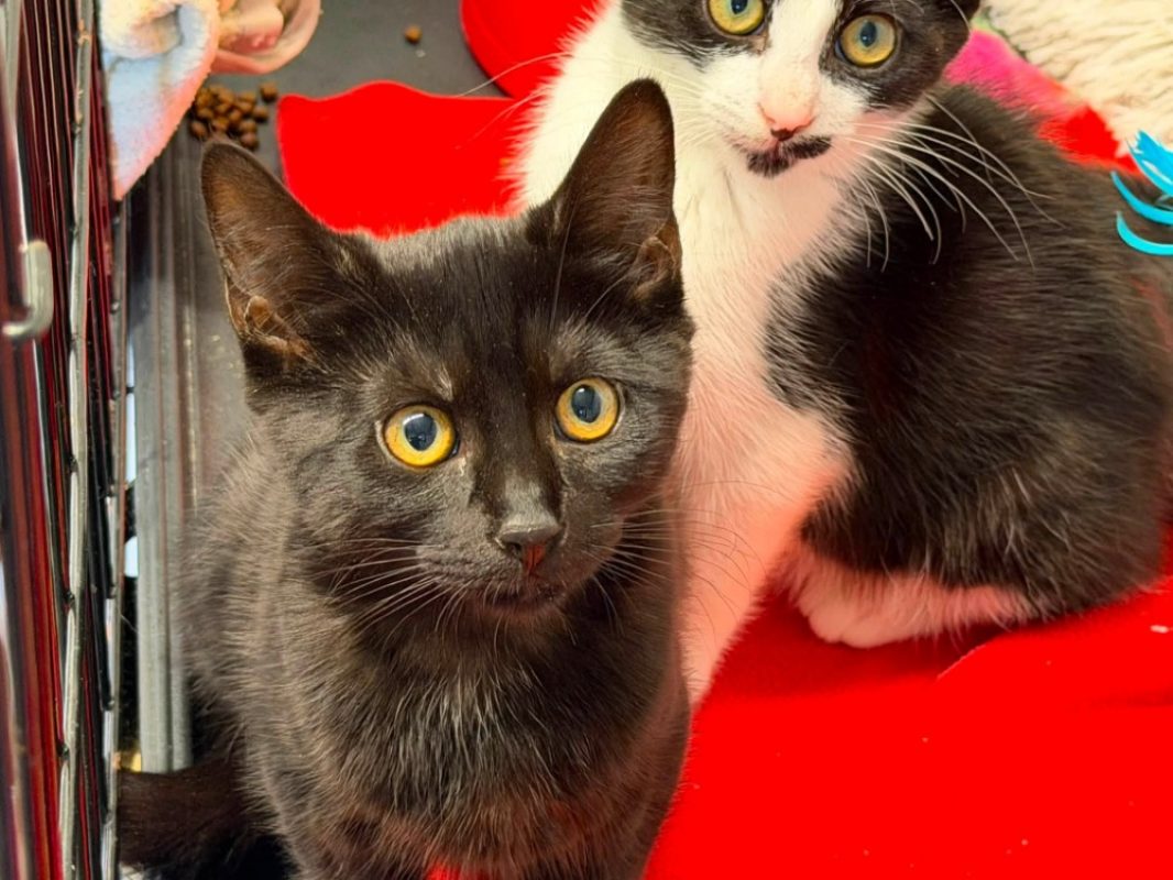 Sayana - Chat Européen à adopter