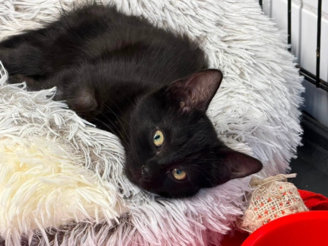Sassy - Chat Européen à adopter