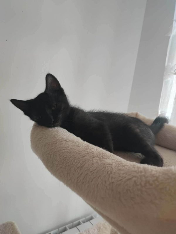 Brutus - Chat Européen à adopter