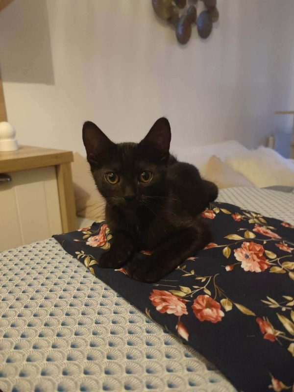 Brutus - Chat Européen à adopter - photo 3