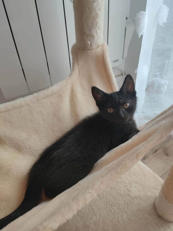 Brutus - Chat Européen à adopter - photo 2