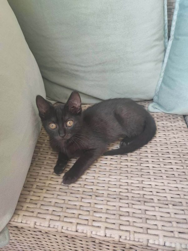 Brutus - Chat Européen à adopter - photo 5