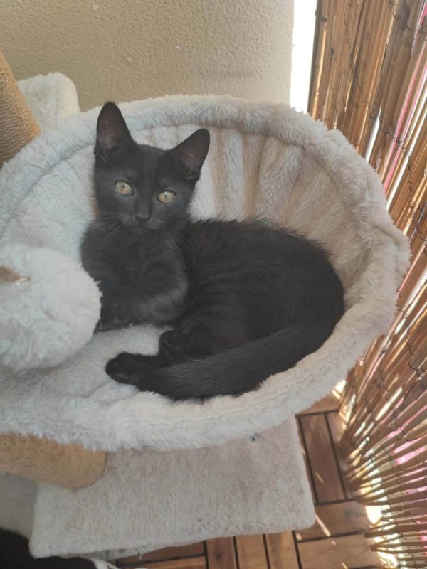 Brutus - Chat Européen à adopter - photo 4