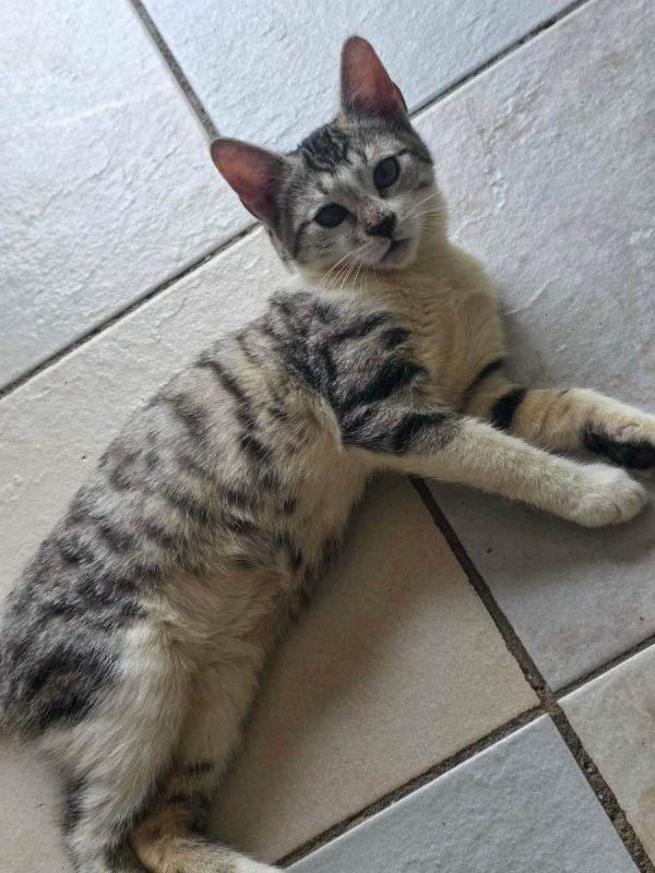Max - Chat Européen à adopter - photo 3